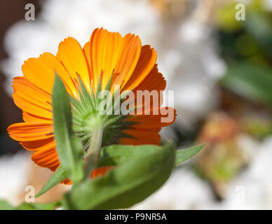 Fiore di calendula arancione, fotografato close-up su uno sfondo di colore bianco le peonie. Ora estiva dell'anno Foto Stock