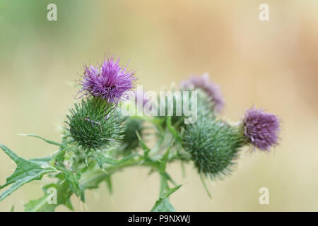 Cirsium vulgare (Spear Thistle) Foto Stock