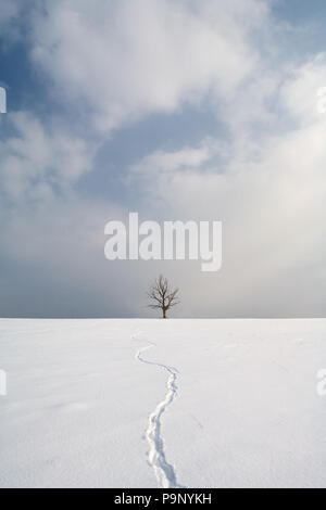 Tracce di una lepre sulla neve fresca si snodano in una struttura ad albero solitario all'orizzonte Foto Stock