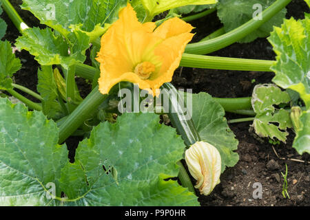 Fiori di zucca su zucchina impianto romanesco Foto Stock