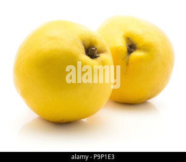 Due cotogne giallo isolato su sfondo bianco materie Foto Stock