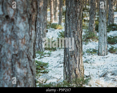 Foresta di alberi di pino a stagione invernale sul monte Biokovo in Croazia Foto Stock