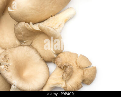Oyster (funghi Pleurotus ostreatus) contesto materie isolato su bianco Foto Stock