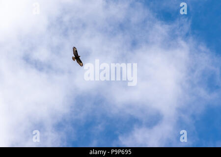 Singolo uccello a volare su nuvoloso cielo blu Foto Stock