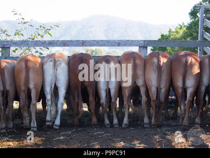 Vacche allineando per fieno Foto Stock