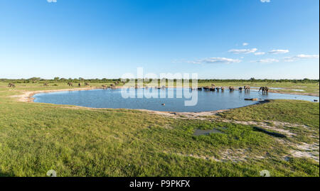 Gli elefanti fermare da un foro di irrigazione per ottenere una bevanda nel Parco Nazionale di Hwange. Hwange, Zimbabwe. Foto Stock