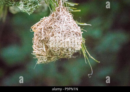 Un villaggio weaver (Ploceus cucullatus) nido pende da una canna nel Parco Nazionale di Hwange. Hwange, Zimbabwe Foto Stock