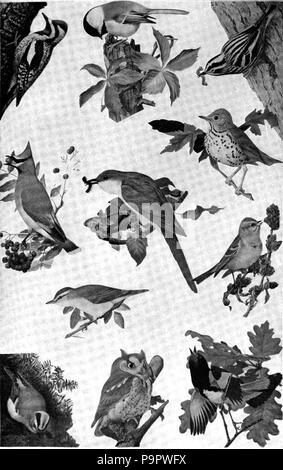 . Inglese: grafico con disegni di undici ben noto uccelli degli Stati Uniti. Probabilmente l'originale è a colori e in tale Stato la marcatura di numeri gli uccelli sono più ovvie. pubblicato 1920 124 Americana 1920 uccelli - familiare uccelli americano Foto Stock