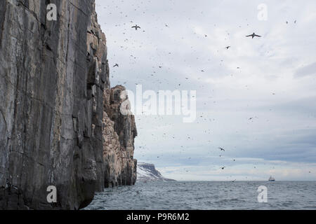 Affollate uccello artico scogliere di Alkefjellet, Svalbard Foto Stock