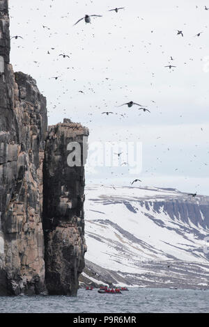 Affollate uccello artico scogliere di Alkefjellet, Svalbard Foto Stock