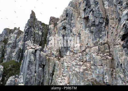 Affollate uccello artico scogliere di Alkefjellet, Svalbard Foto Stock