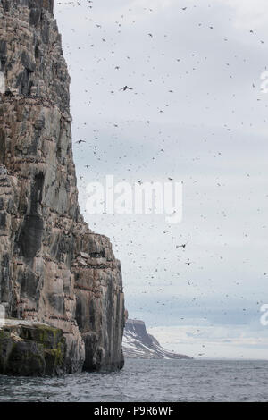 Affollate uccello artico scogliere di Alkefjellet, Svalbard Foto Stock