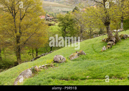 Campi in primavera nei pressi di Castro Laboreiro, Viana do Castelo District, Portogallo Foto Stock