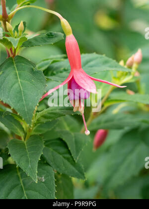 Un unico fiore di Fuchsia Margaret Brown Foto Stock