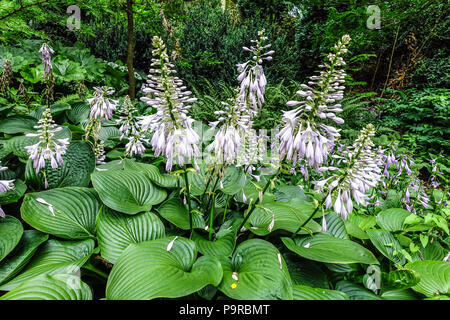 Hostas, foglie grandi e osta robusto per fiori ombreggiati scena giardino Foto Stock