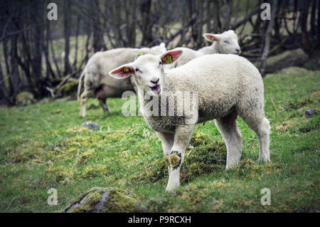 Due piccoli agnelli bianchi in piedi su un pascolo verde - flam Norvegia Foto Stock