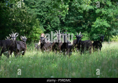 Capre pascolano sul prato in estate, Gironde Foto Stock