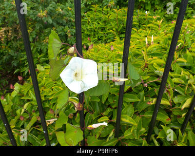 Centinodia (Convolvulus) Foto Stock