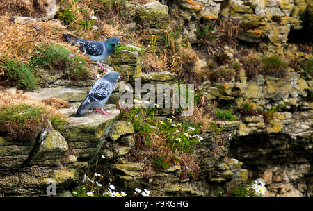 Rock colombe Foto Stock