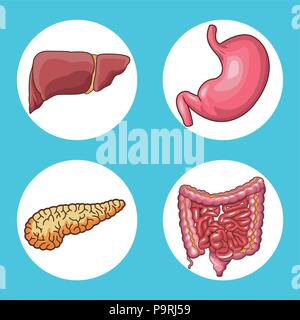 Sistema digestivo organi icone rotonde illustrazione vettoriale graphic design Illustrazione Vettoriale