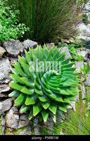 Aloe polyphylla,spirale aloe,kroonaalwyn, lekhala kharetsa molti-lasciava aloe Foto Stock