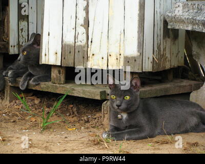 Due Thai grigio nero gatto con il gatto di casa nel villaggio locale Foto Stock