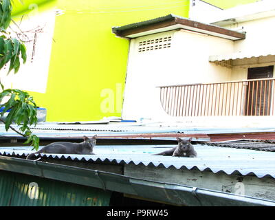 Due Thai grigio nero gatto sul tetto in locali del villaggio di Thailandia Foto Stock