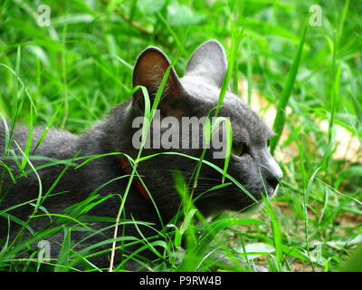 Chiusura del bel grigio tailandese Gatto Nero nel villaggio locale Foto Stock