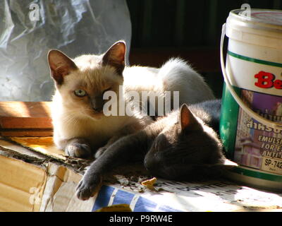 Due Thai grigio nero gatto con il gatto di casa nel villaggio locale Foto Stock