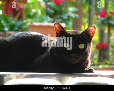 Chiusura del Bello Thai Gatto Nero nel villaggio locale Foto Stock