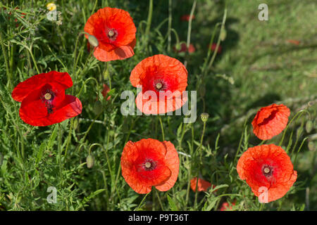 Rosso scarlatto fiori di lunga con testa di papavero, Papaver dubium, in estate, Berkshire, Giugno Foto Stock