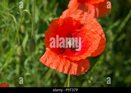 Rosso scarlatto fiori di lunga con testa di papavero, Papaver dubium, in estate, Berkshire, Giugno Foto Stock