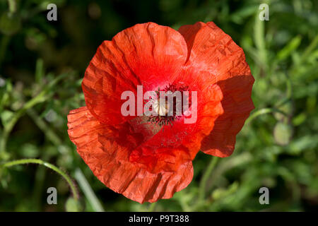 Rosso scarlatto fiori di lunga con testa di papavero, Papaver dubium, in estate, Berkshire, Giugno Foto Stock