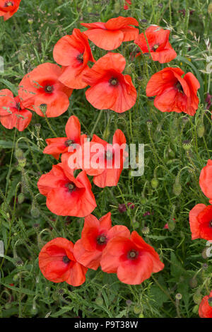 Rosso scarlatto fiori di lunga con testa di papavero, Papaver dubium, in estate, Berkshire, Giugno Foto Stock