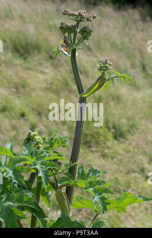Lascia che si estende lo stelo e il germoglio di fiore di hogweed, Heracleum sphondylium, Berkshire, Giugno Foto Stock
