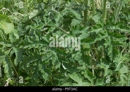 Bold con grandi foglie di hogweed, Heracleum sphondylium, su alti pianta flowering, Berkshire, Giugno Foto Stock