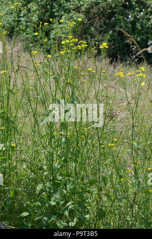 Nipplewoirt comune, Lapsana communis, fioritura sulla massa di rifiuti in estate, Berkshire, Giugno Foto Stock