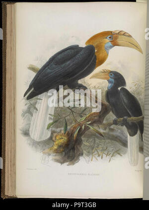 Una monografia della Bucerotidae, o la famiglia di hornbills (piastra XXXVII) Foto Stock