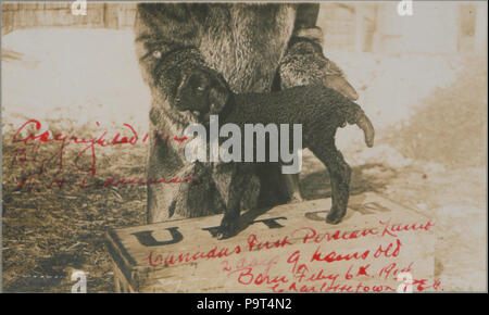 272 Canada il primo agnello persiano (2 giorni, 9 ore) (HS85-10-28482) Foto Stock