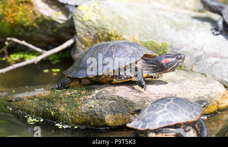 Unione tartaruga palustre - Emys orbicularis - messa a fuoco selettiva su gli occhi Foto Stock