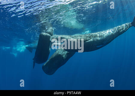 Ocean wildlife mandria di balene underwater Foto Stock
