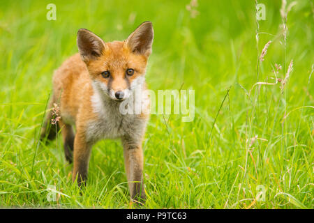Urban fox cub guardando la telecamera in erba in un giardino in Bristol Foto Stock
