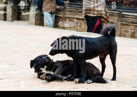 Due cani randagi in Taumadhi Tole, Bhaktapur, Nepal Foto Stock