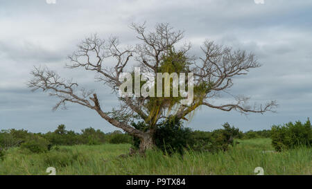 African baobab in un parco nazionale in Sud Africa Foto Stock