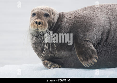 Guarnizione barbuto (Erignathus barbatus) su un glaçon in Svalbard Foto Stock