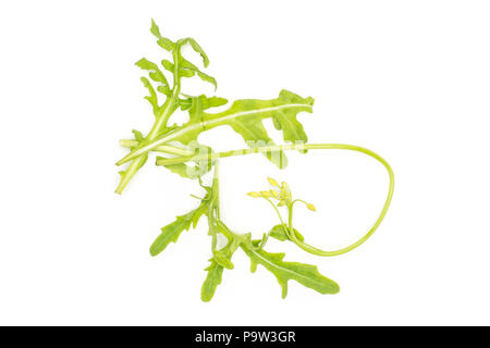 Fresche foglie di rucola con un fiore vista dall'alto isolato su sfondo bianco Foto Stock