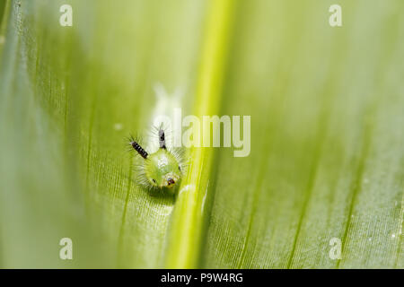 Carino il verde bruco su foglia verde sullo sfondo Foto Stock