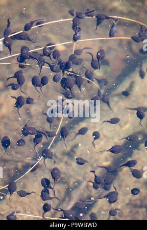 Girini nuotare in acqua Foto Stock