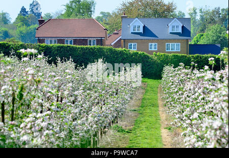 San Donato Monchelsea village, Kent, Inghilterra. Case che si affacciano su un frutteto Foto Stock