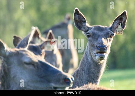 Red Deer hind in una fattoria di cervi nelle Highlands della Scozia Foto Stock